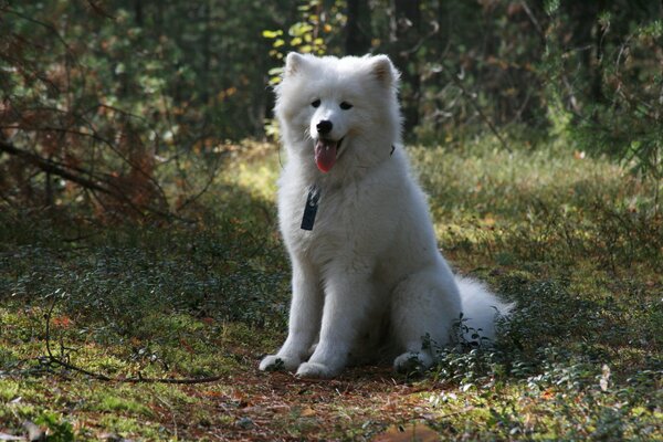 Photo of a cute dog on a walk in nature