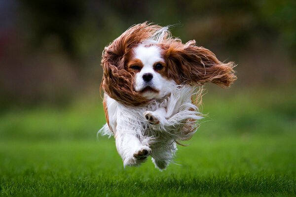 Der Spaniel läuft dem Fotografen über das Gras entgegen