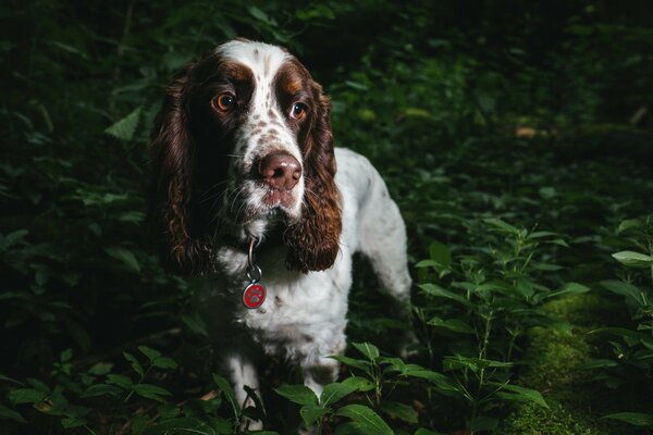 Ein grosser Hund im dunklen Wald