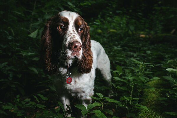 Chien de poire dans la forêt sombre