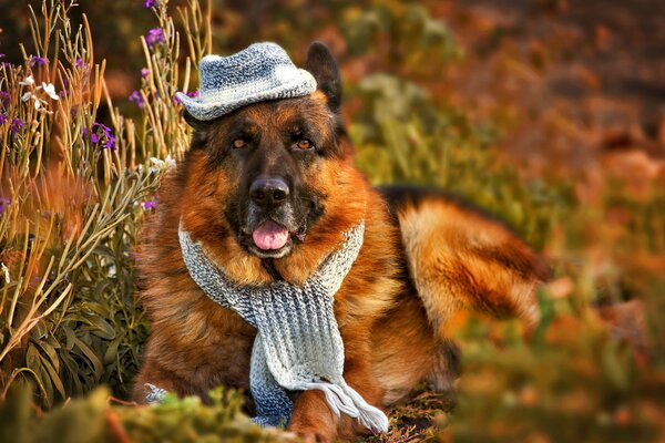 Schäferhund in Hut und Schal auf Gras Hintergrund