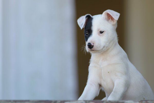 Lindo cachorro con oreja negra