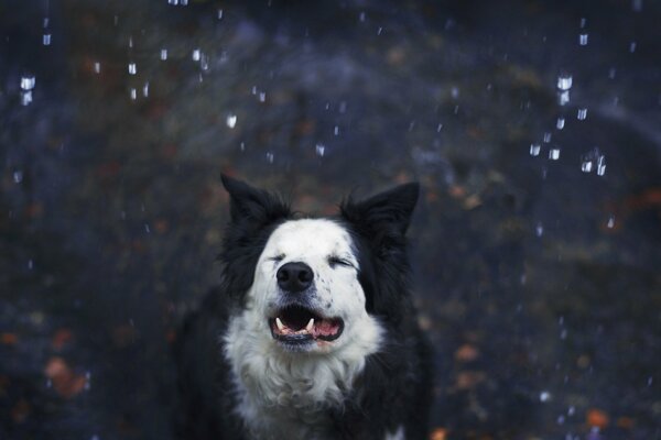 Il cane amico dell uomo si rallegra della neve
