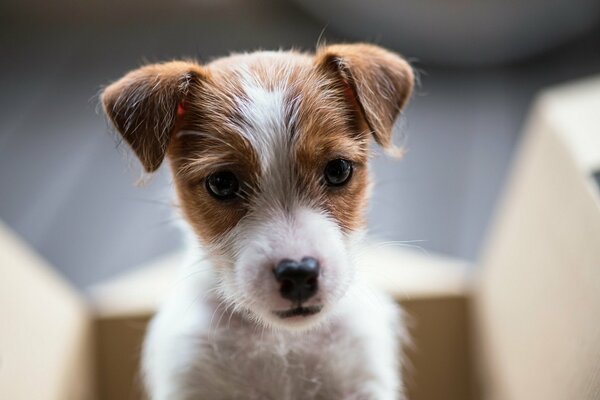 Pequeño cachorro pelirrojo peludo