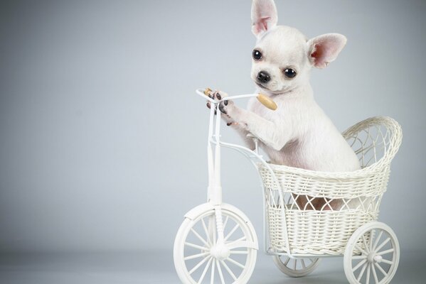 A puppy on a white bike