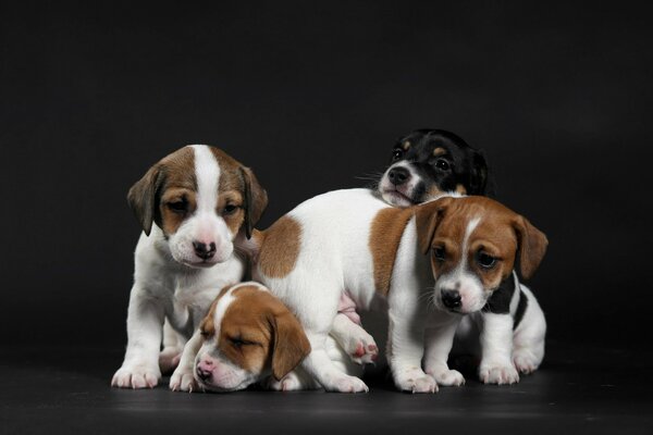 Quatre chiots sur fond sombre