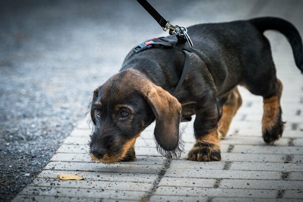 Perro busca rastro en la calle