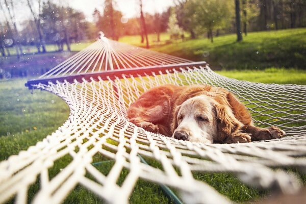 Chien se trouve dans le parc sur un hamac