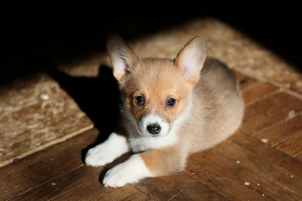 A cute little puppy is lying on the floor