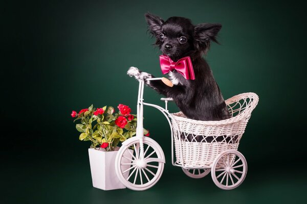 Perro negro montando una bicicleta