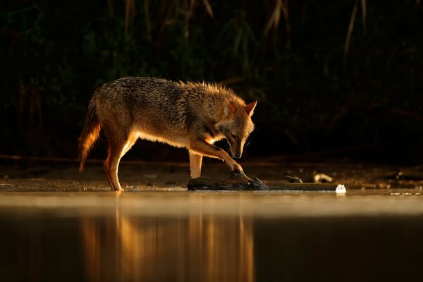 Chacal dans le reflet de l eau