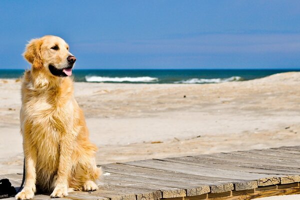 Goldener Hund auf einer hölzernen Plattform am Meer