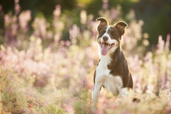 Foto colorata del cane, estate