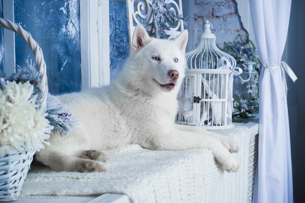 Weißer Husky mit fröhlichem Gesicht