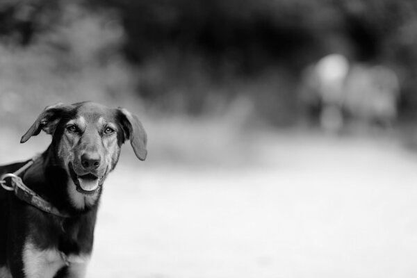 Black and white photo of a large dog