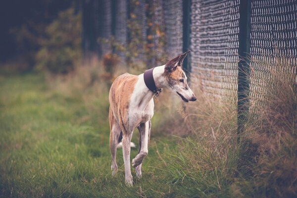 Chien marchant le long de la clôture