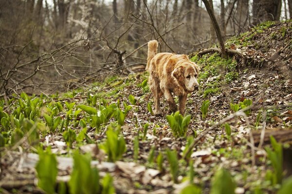 Perro de caza corriendo por el bosque