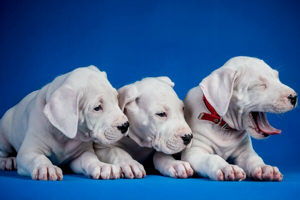 Three dogs are lying on a blue background