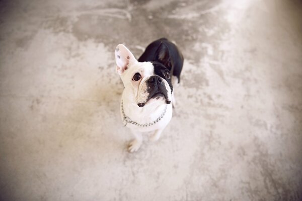 Chien bouledogue français