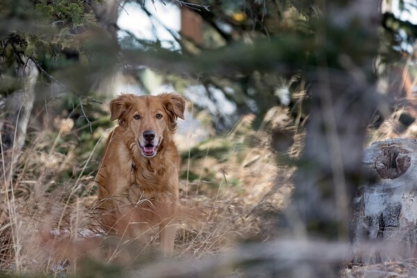 Cane rosso che corre attraverso la foresta