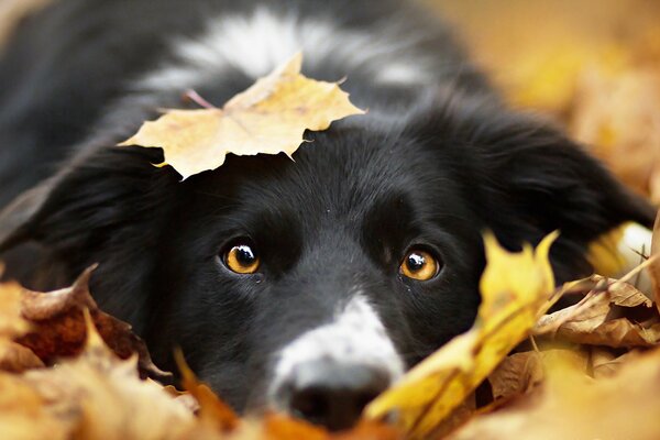 Cane nero con foglia d autunno in testa