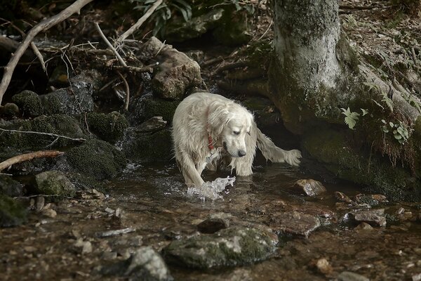 Perro peludo blanco junto al arroyo