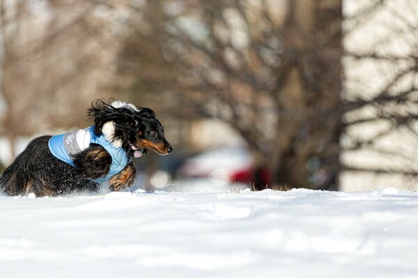 A dog running in the snow