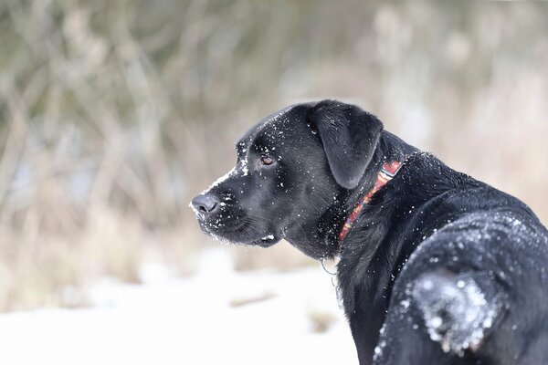 Schwarzer Hund im weißen Schnee