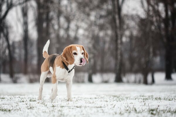 The beagle dog is a friend of man