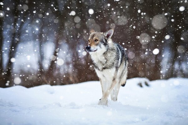 Chien court sur fond de neige