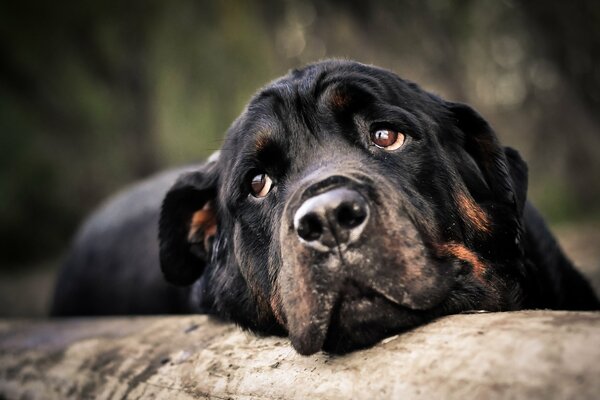 Rottweiler Schnauze mit traurigen glps