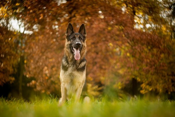 A dog on the background of an autumn forest
