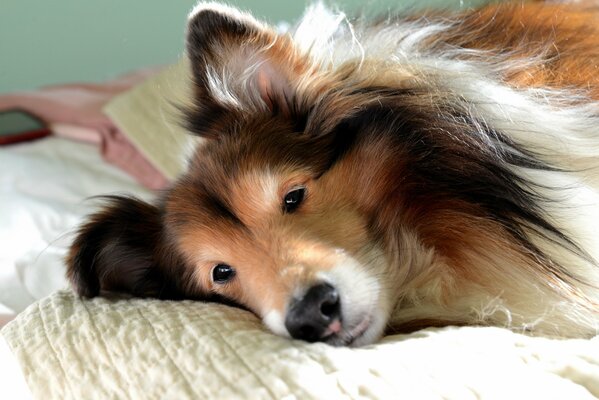 Der Collie liegt nachdenklich auf dem Bett