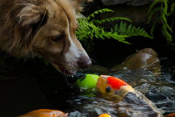 Die Schnauze des Hundes greift zum Fisch