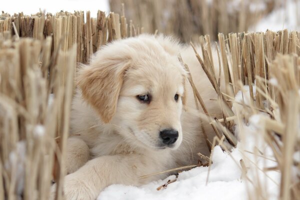 A labrador puppy is lying in the snow