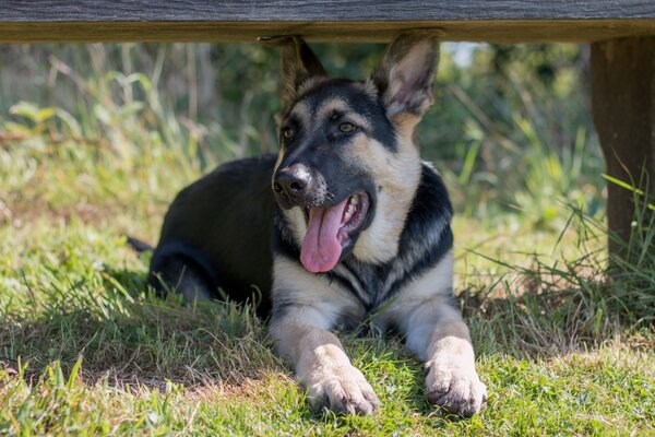 Der Blick des Hundes im Schatten