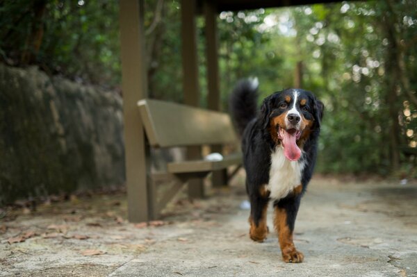 Black and white dog in the park by the bench