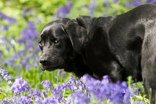 L aspetto di un cane con i fiori