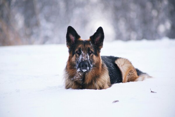 Schöner großer Hund im Schnee