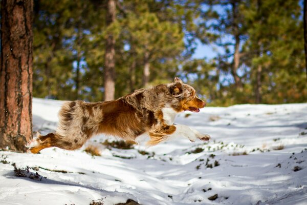 Chien roux se précipite à travers les bois dans la neige