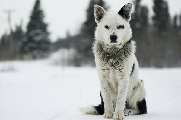 A dog with a spot on his ear is sitting in the snow