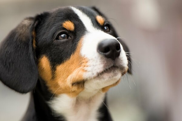 Lo sguardo di incredibili occhi di cane