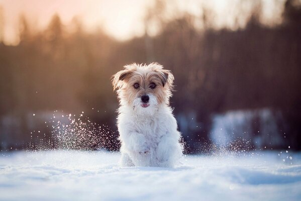Hermosa sabachka corriendo en la nieve
