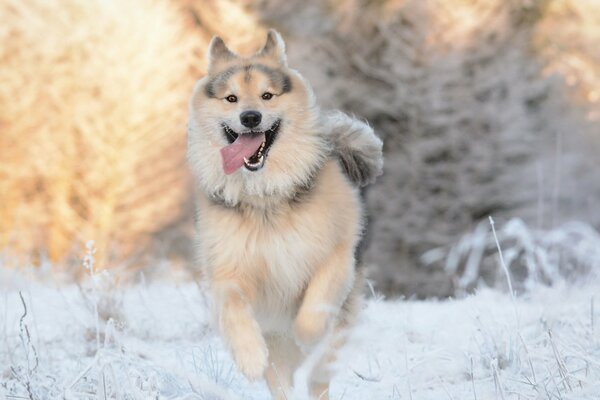 Perro peludo en el bosque de invierno
