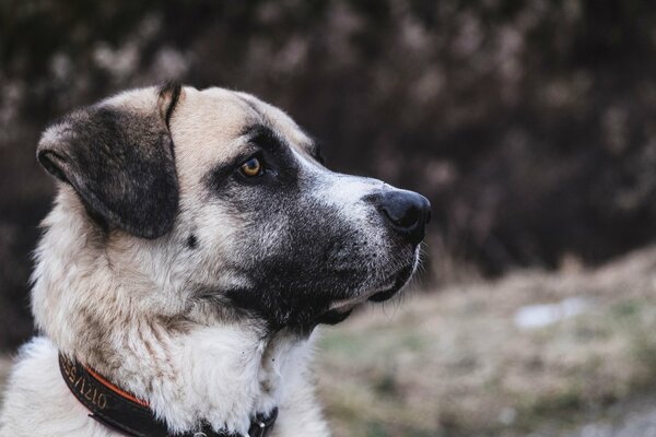 Profilo del cane in bianco e nero con collare