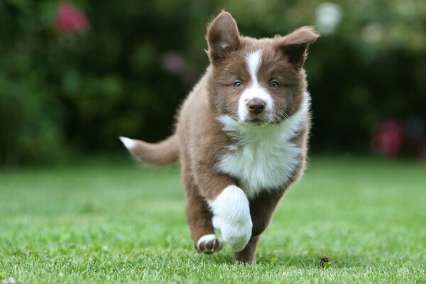 Ein Husky-Welpe spaziert durch das Gras