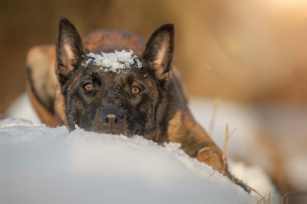 The shepherd hid in the snow