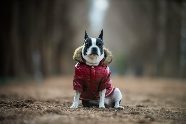 Chien assis dans une veste rouge assis sur l herbe