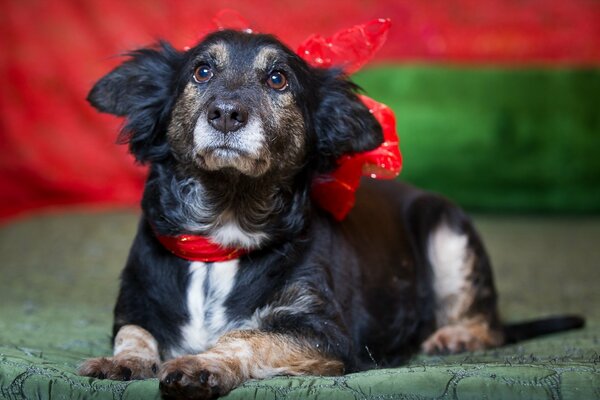 Cute charmer with a red bow