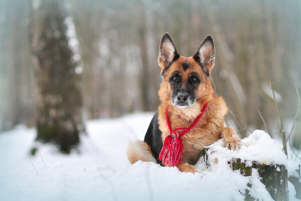 Bella foto di un pastore sulla neve